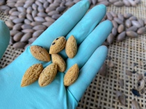 (Ancient tree mini Torreya) Torreya 2021 new goods Zhuji Fengqiao specialty Torreya Torreya bag 500g