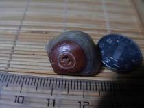 Nine-eyed shale stone eyes Stone gold money Stone Face