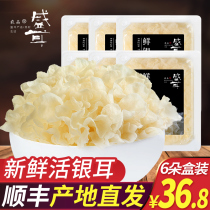 Fresh white fungus 6 boxed live fresh snow ear Gutian white fungus lotus seed soup non-grade dry goods
