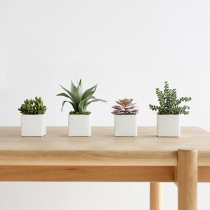 Big chestnut simulation succulent plant combination potted fake flower green plant decoration home interior mini ornaments