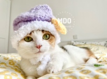 MDO star nightcap handmade cat cap adult cat size hair about a week
