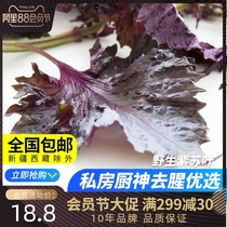 Deep mountain perilla dried farmers directly pick new goods 2 servings of perilla fried snails kitchen god to fishy perilla leaves