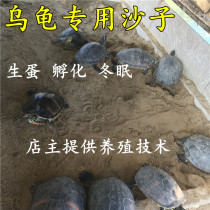 Natural tortoise sand hibernation special sand laying egg hatching fine sand river sand hibernation Moss supplies turtle sand hibernation