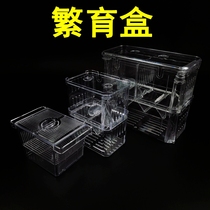 Betta guppies isolated breeding incubation box Small tropical fish ornamental fish breeding box Fry ovulation breeding box