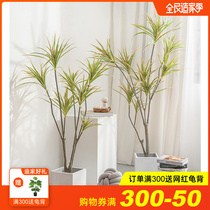 Nordic simulation plant decoration dragon blood tree millennial Wood fake green plant potted plant floor large living room indoor ornaments tree