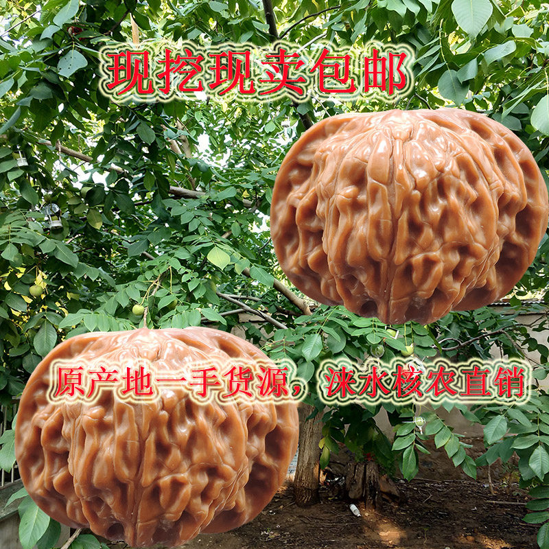 四座楼文玩核桃苗-四座楼文玩核桃苗促销价格、四座楼文玩核桃苗品牌- 淘宝