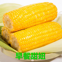 Corn Fresh Sweet Corn Vacuum Packaging Open Bags Breakfast Fruit Corn Whole Grain Non-GMO 6 Bars