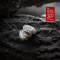 @Put Wenhan Sichuan basswood flower mushroom Qinggang wood mushroom fragrant dried section wood flower mushroom