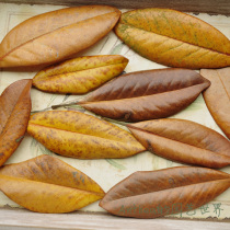 Deciduous window arrangement leaves real leaves T platform deciduous handicraft fallen leaves decoration dry leaf props