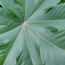 At present wild castor leaves are collected fresh red castor leaves red stem castor leaves 500g castor leaves