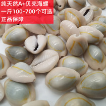 Natural Small Shells Sea Snail Phnom Penh Numismatic Numismatic Buddhist Fung Shui Gongpindi Handmade Wishing Bottle Materials