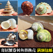 Natural conch shell hermit crab scallop fish replacement shell fish tank decorations aquarium landscaping ornaments