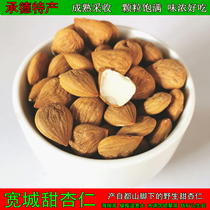 Chengde Production New Goods Wide City Wild Sweet Almond Big Flat Grain Full Flavor Thick Farm Produce Dry Goods 500g