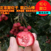 Shandong Yimeng sweet red seed hawthorn fruit fresh small Hawthorn Hawthorn Hawthorn red sweet mouth Red Heart Sweet glutinous farmhouse self-planted five