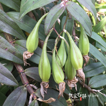 Qiujia Dendrobium Yueqing Yandang Mountain Dendrobium red Rod Dendrobium officinale fruit pod 11 month picking