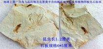 Natural Paleontological Strange Stone Ornamental Stone Fossil North Ticket Huang Ban Jigou Fine Animal Insect Fossil Specimen 1876