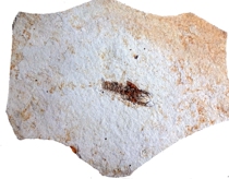 Natural paleontology strange stone ornamental stone fossil animal insect rare large plate ring foot shrimp fossil 5999