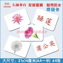 Duman Flash Card Encyclopedia Plant Flowers Infants and young children right brain potential development cognitive literacy early education card
