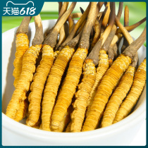 (Fresh grass 0 8 grams root) 40 Cordyceps Sinensis Tibet Naqu Cordyceps Fresh Cordyceps SF cold chain straight hair