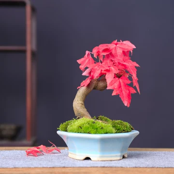 盆景三角枫-盆景三角枫促销价格、盆景三角枫品牌- 淘宝