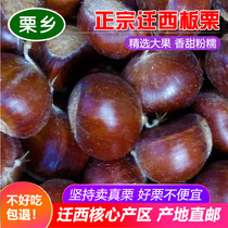 Authentic Qianxi chestnut fresh purple jade wild farmer big grain 3kg 5kg Tangshan oil chestnut hair millet 2500g