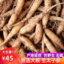 7 years old shop Guizhou Shibing producing area direct sales 1kg of raw wet fresh Taizi ginseng childrens ginseng soup