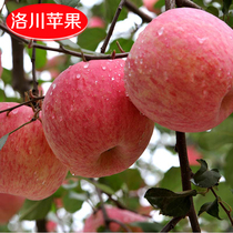 Northern Shaanxi specialty Luochuan Apple is fragrant crisp and sweet box 168 yuan