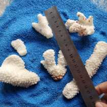 Natural conch shell coral stone coral broken branch fish tank landscaping filter bottom purification water quality photography props micro landscape