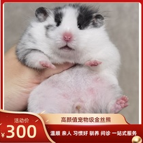 (Xuebei Xiangnan) Spotted symmetrical eyeliner raindrops