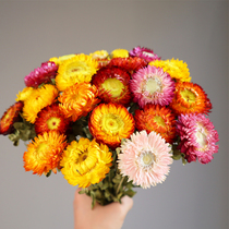 Yunnan natural fresh dried flowers real flowers small Daisy sunflower sunflower bouquet hipster set combination with vase