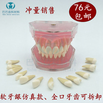Dental oral science teaching model practice full mouth extraction model removal of teeth simulation skin