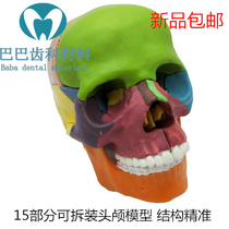 Oral color skull model Dental clinic teaching removable 15-part skull disassembly skull model