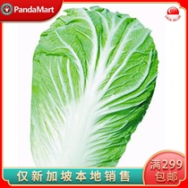 (YummyHunter-Chinese Cabbage)Fresh vegetables greens Singapore local delivery