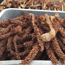 Bulk origin Xindaxinganling Wild evergreen grass Mountain Bud Listang branch whole cistanche more than 14 cm 500g