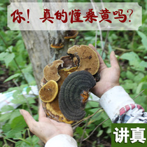  Mulberry yellow Wild Changbai Mountain storm horse Mulberry yellow authentic clove Mulberry yellow Ganoderma lucidum whole branch slices 250g