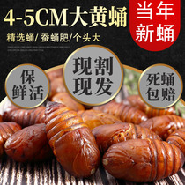 Tussah silkworm chrysalis fresh living silkworm chrysalis rhubarb Chrysalis 500g northeast specialty