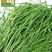  2021 Sunshine Fruit Tree Grass 250g Rabbit Hay Chinchilla forage Guinea Pig forage for Timothy Grass 4 servings