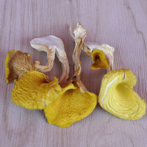 Chicken oil fungus dry goods Elm yellow fungus Golden Mushroom non-wild Yunnan local specialties mushroom taste crispy soup good