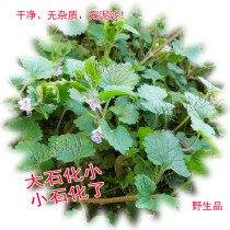 Authentic wild Lian Qian Cao Guang Qian Mint tea lung Feng grass eighteen lack of bone clean and sand-free