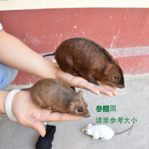 Leather simulation mouse animal model doll doll scary whole cup artifact fake mouse home decoration