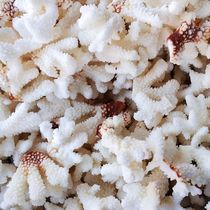 Natural conch shell crafts ornaments making white coral branches landscaping aquarium bottom decoration 5kg