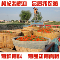 Zhongning farmhouse wolfberry gouqi Ningxia soil wolfberry production area direct sales 500g