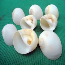 Natural shell white cats eye snail Home floor decoration fish tank aquarium conch white belly snail half a kilogram