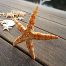Natural dry sea star specimen number 5 3-5cm small sea star sea snail wall patch floor decoration beige
