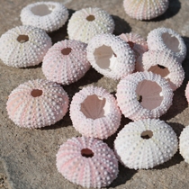 Natural Dream Sea Urchins Pink Sea Urchin Shell Shop Windows Design Decoration DIY Wall Stickup Decor Mediterranean Home