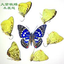 Butterfly specimen does not spread its wings The Large purple butterfly Japanese national butterfly Practice hand butterfly specimen