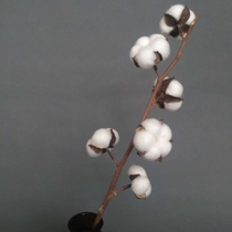 (Xinjiang Cotton) Handmade Cotton Dried Flower Bouquet Home Decoration Immortal Cotton Photo Props Flower Arrangement