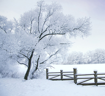 Background cloth photography props shooting Photo Background Paper childrens photo studio background pp paper Forest CM-6508