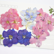 Flying swallow flower thousand bird flower primary color undyed drop glue dried flower phone case escorted flower plant specimen flower is not over