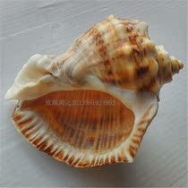Natural conch shell red mouth snail red carp snail curl fish hermit crab special snail shell fish tank aquarium decoration
